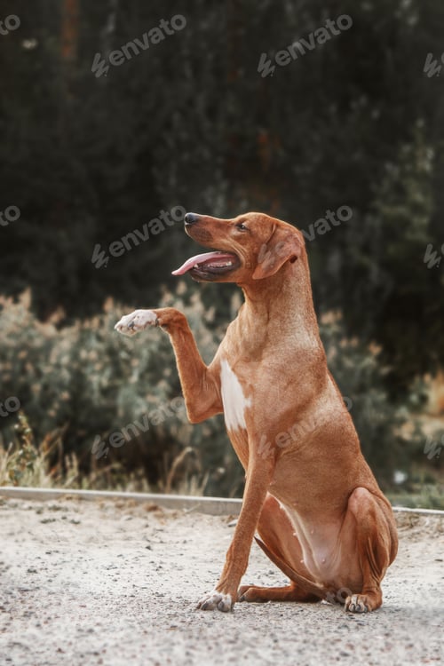 Preview: Rhodesian Ridgeback dog outdoor portrait