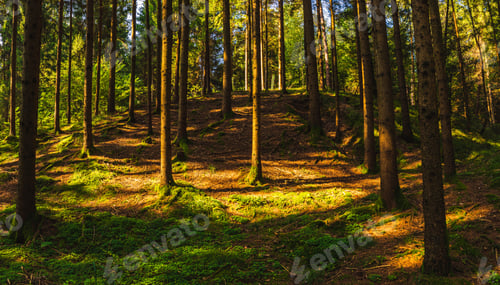 Preview: Beautiful green forest with sun rays coming through