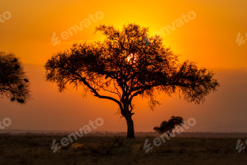 Preview: Sunset serenity beneath an African tree