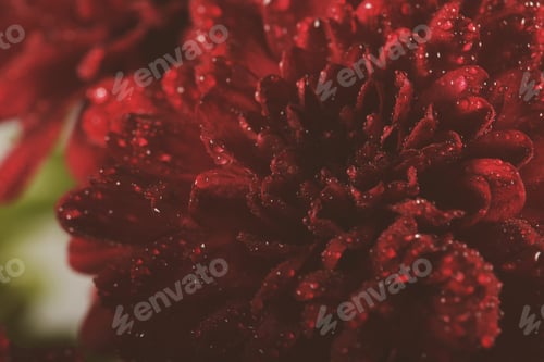Preview: Water Drops On Flowers Close Up