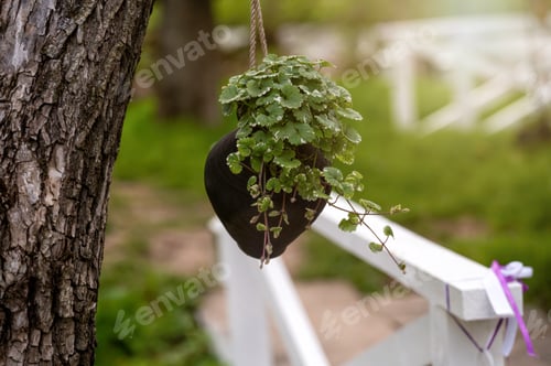 Preview: ornamental plants in a clay mug-flowerpot hanging on a tree, blurred background with copy space