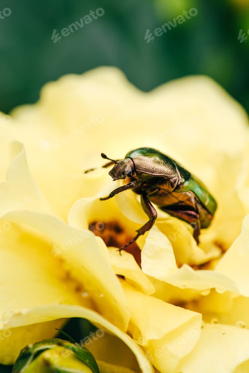 Preview: one rose chafer beetle on petals of yellow flower in park