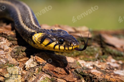 Preview: Grass snake crawling on bark of a tree trunk and sticking out its tongue