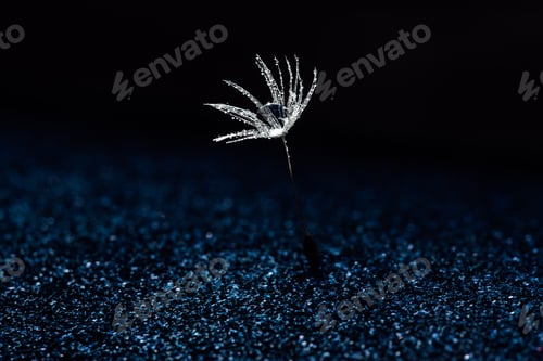 Preview: Beautiful dew drops on dandelion seed macro. Beautiful soft blue background.