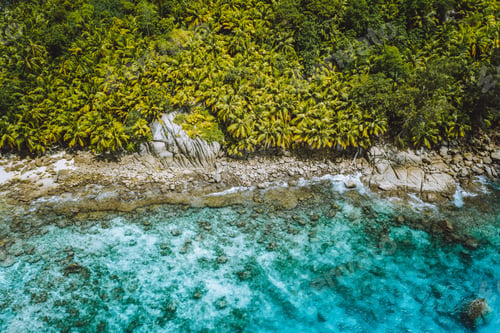 Preview: Aerial drone shot of palm grove and transparent blue water on Seychelles tropical beach, La Digue