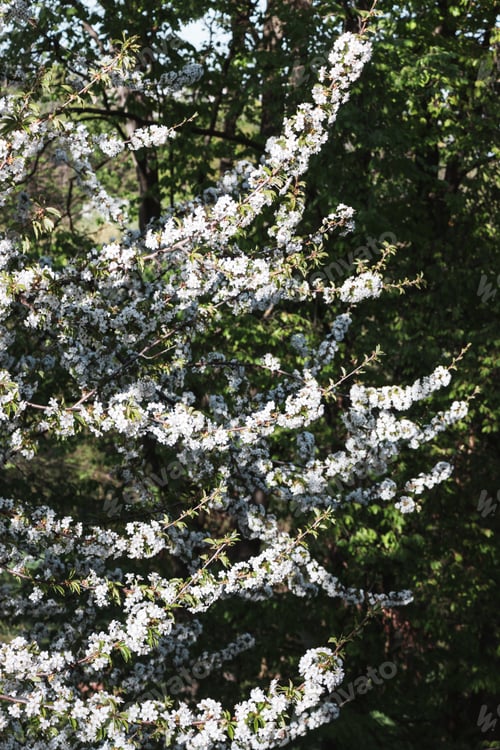 Preview: white fruit tree blooms garden with dense branches covered blooming flowers and green leaves