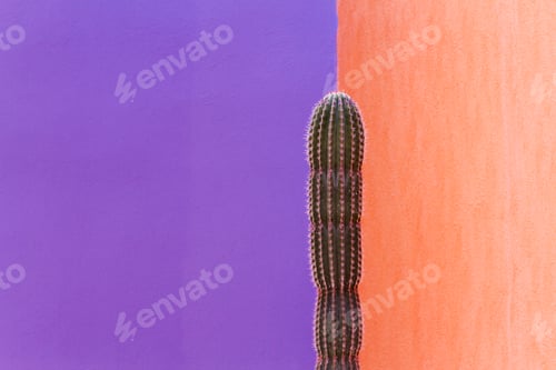 Preview: Cactus Against Contrasting Walls