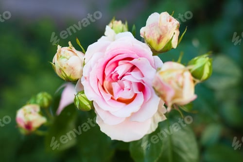 Preview: Close-up of a pink rose on a green background. High quality photo