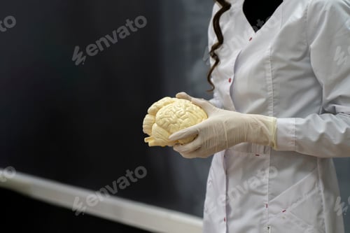 Preview: a biology class, teacher's hands hold human brains model