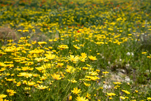 Preview: Spring Nature Background. Field with flowers in spring