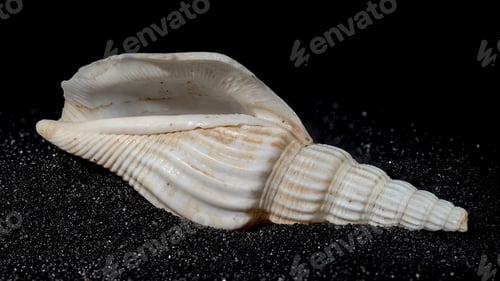 Preview: Bathytoma Prodicia shell on a black sand background