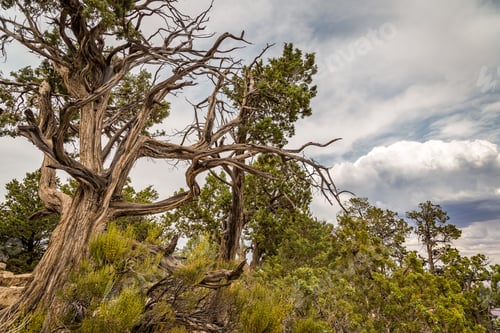 Preview: Along The Grand Canyon National Park In Arizona There Are Multiple Lookouts And Overlooks To See