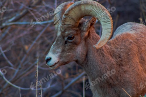 Preview: Big horn sheep at Zion National Park