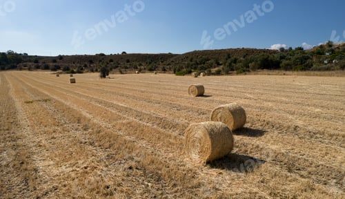 Preview: Stacks of hay bales on summer field. Agriculture harvesting outdoors