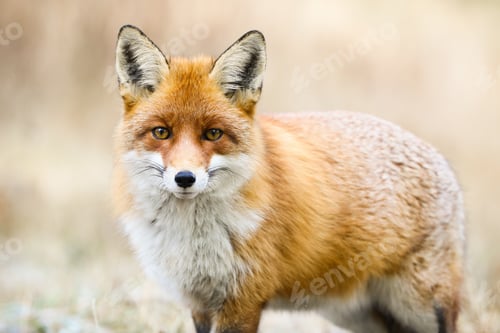 Preview: Beautiful red fox looking to the camera on meadow in winter
