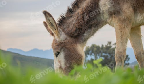 Preview: Donkey eating grass on a farm with mountains in the background.