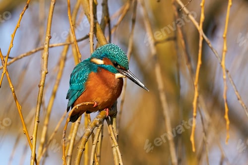 Preview: Common kingfisher (Alcedo atthis)