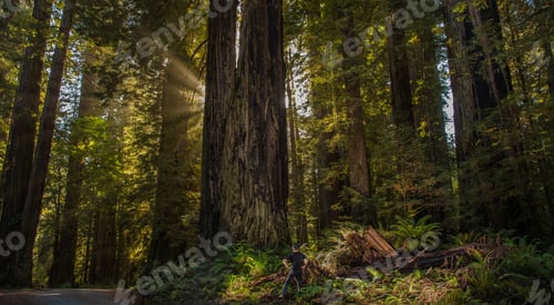 Preview: Hiker in Front of Ancient Sequoioideae Redwood Tree