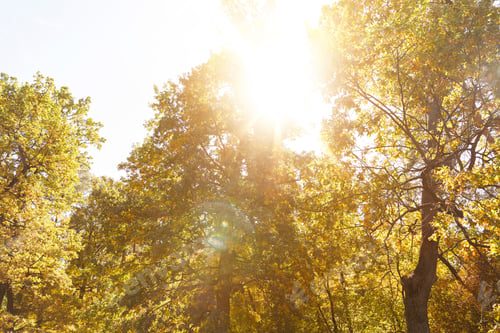 Preview: sun, trees with yellow and green leaves in autumnal park at day