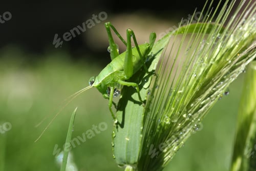 Preview: Grasshopper on wheat