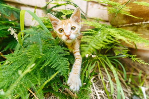 Preview: Curious Ginger Kitten Exploring the Garden