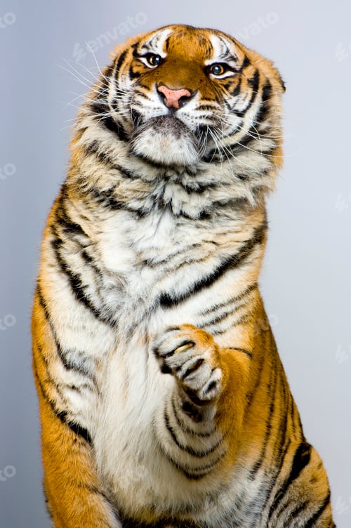Preview: Tiger's posing