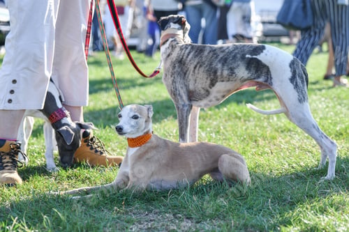 Preview: Woman walking on a leash of three dogs on the competition