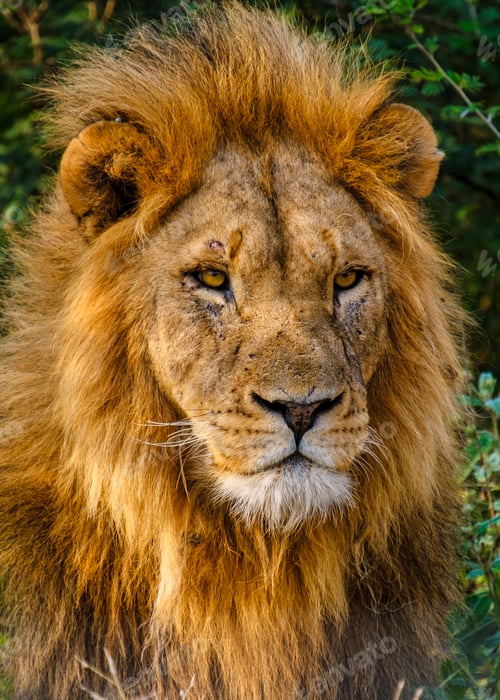 Preview: African Lions during safari game drive in Kruger National park South Africa