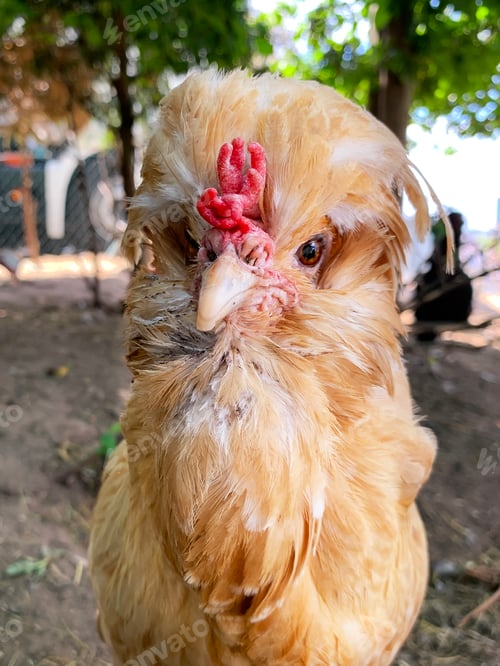 Preview: Golden exotic domestic hen at farm