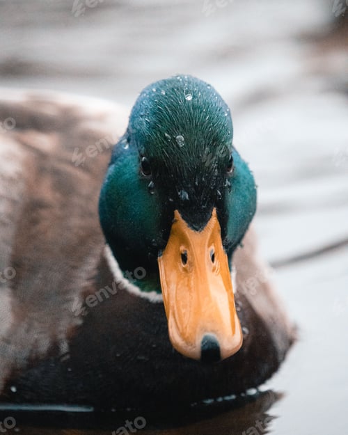 Preview: Close-up shot of a cute little mallard duck floating in the calm lake