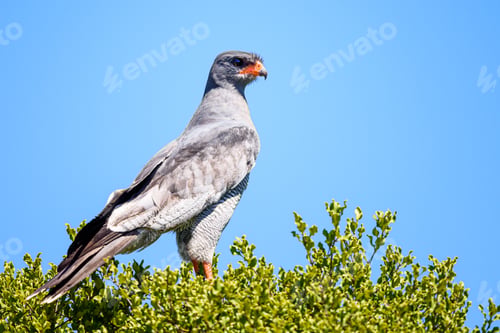 Preview: Dark chanting goshawk perched on the green tree