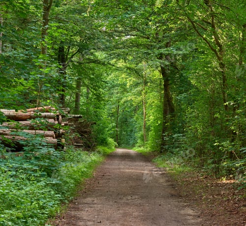 Preview: The forest in springtime