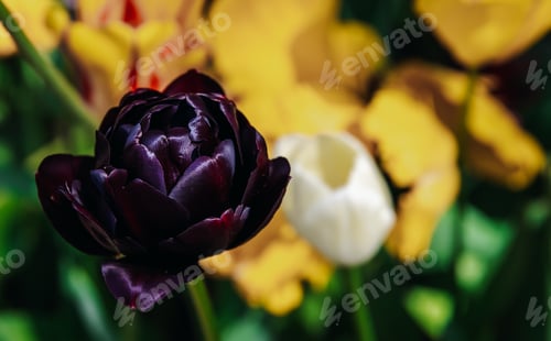 Preview: View of black tulip Holland Beauty in a meadow.