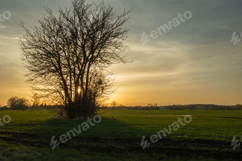 Preview: Sunset behind a tree in a rural field