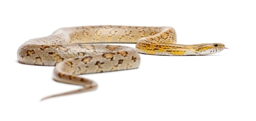 Preview: Amber Corn Snake, Pantherophis guttatus, in front of white background