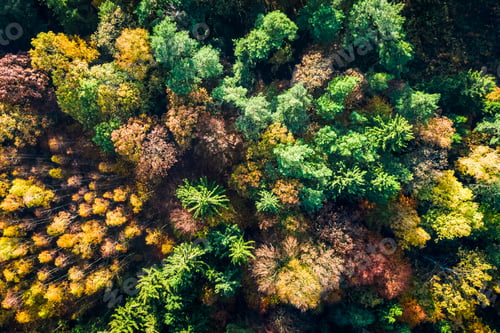 Preview: Autumn forest in sunny day at sunrise, view from drone