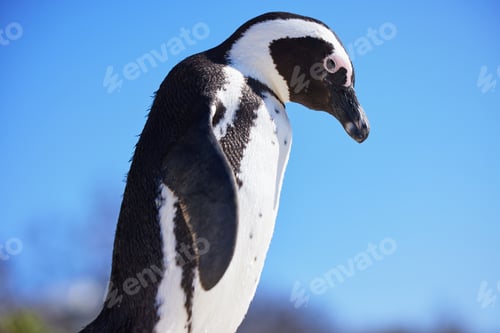 Preview: The best dressed bird on the block. Black-footed penguin at Boulders Beach, South Africa.