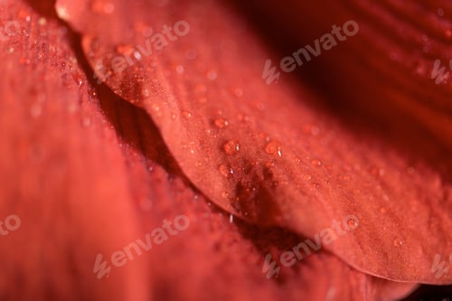 Preview: macro view of background with Living coral petals of amaryllis flower