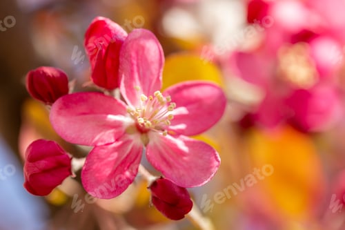Preview: Twig with pink flowers and buds