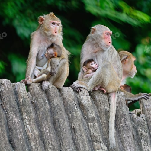 Preview: monkey