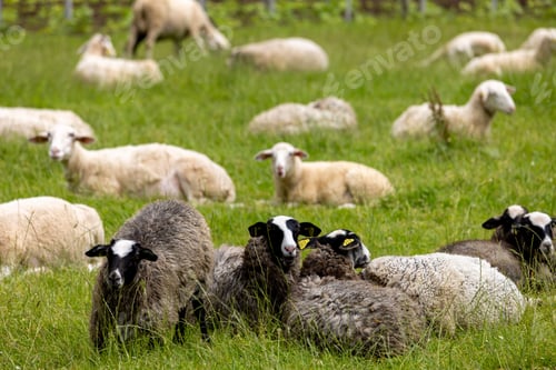 Preview: Herd of sheep grazing on a vibrant green pasture enclosed by a fence
