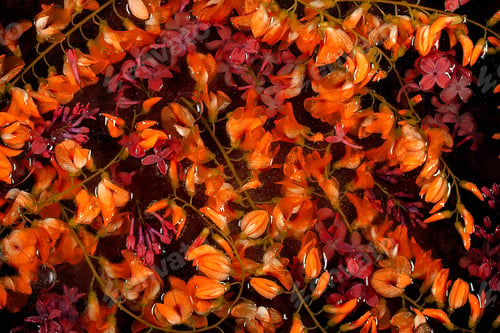 Preview: Fresh Flowers Frozen In Ice