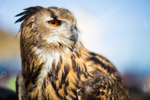 Preview: Closeup on exotic birds
