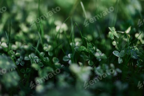 Preview: Green grass botany and nature landscaping for the home area, landscaping and taking care of nature