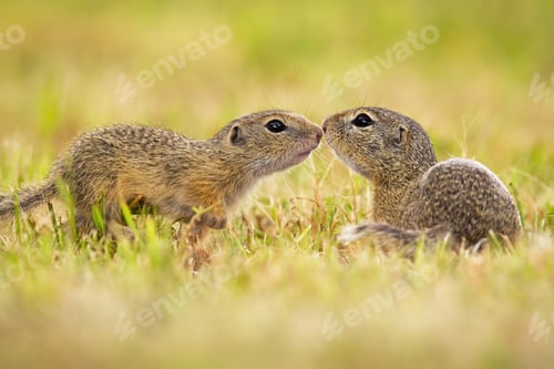 Preview: Two european ground squirrel touching on meadow in summer