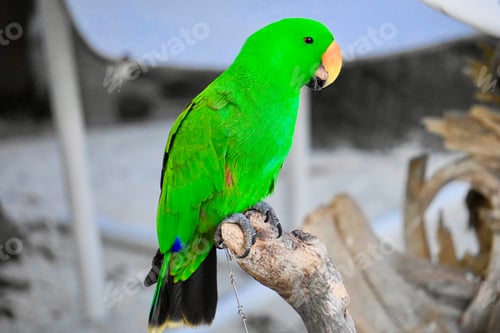 Preview: Closeup shot of a bright green parrot perched on a branch