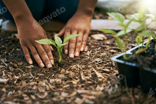 Preview: Black woman, hands or planting sapling in soil agriculture, sustainability care or future growth pl
