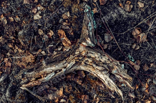 Preview: Closeup shot of ground of the forest with dry branches and leaves, a beautiful fall background