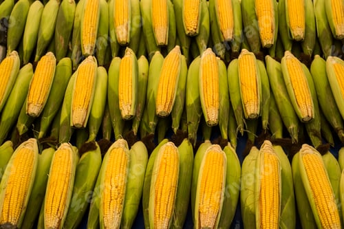 Preview: Organic, fresh, local sweet corn for sale at a tropical farmers market