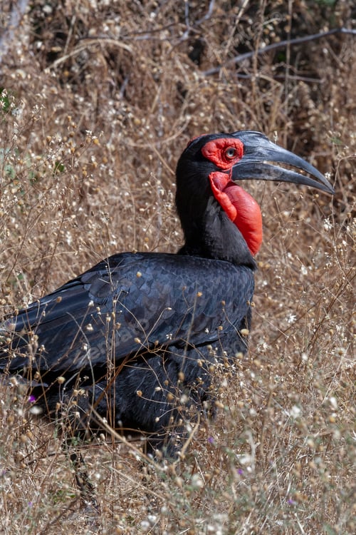 Preview: Southern Ground Hornbill